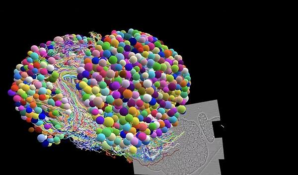 Haritalama, beynin iki tarafı arasındaki ve beyin ile ventral sinir kordonu arasındaki etkileşimler dahil olmak üzere farklı nöron türlerini ve yollarını tanımlıyor.
