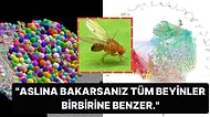 Düşünme Mekanizmasını Anlamaya Bir Adım Daha Yaklaşmak İçin Böcek Beyninin İlk Defa Detaylı Haritası Çıkarıldı