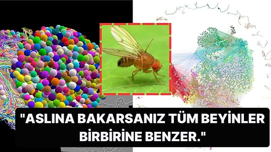 Düşünme Mekanizmasını Anlamaya Bir Adım Daha Yaklaşmak İçin Böcek Beyninin İlk Defa Detaylı Haritası Çıkarıldı