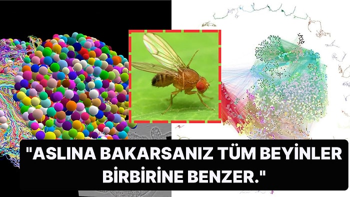 Düşünme Mekanizmasını Anlamaya Bir Adım Daha Yaklaşmak İçin Böcek Beyninin İlk Defa Detaylı Haritası Çıkarıldı