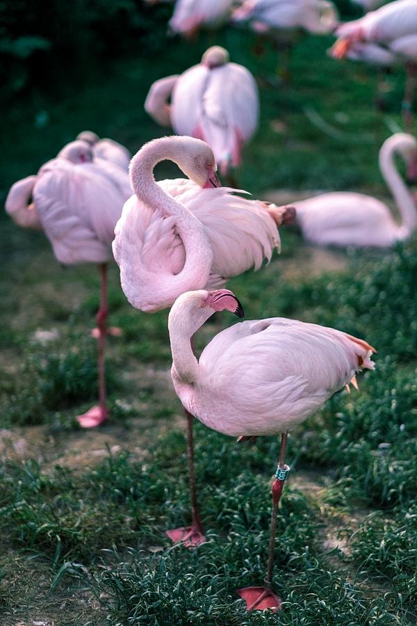 Gözünü tamamen kapatmayanların yanı sıra uyurken ayakta olan kuşlar da vardır. Bu duruma birçoğumuz flamingolardan aşinayızdır.
