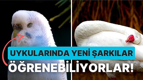 Kuşlar Nasıl Uyur?