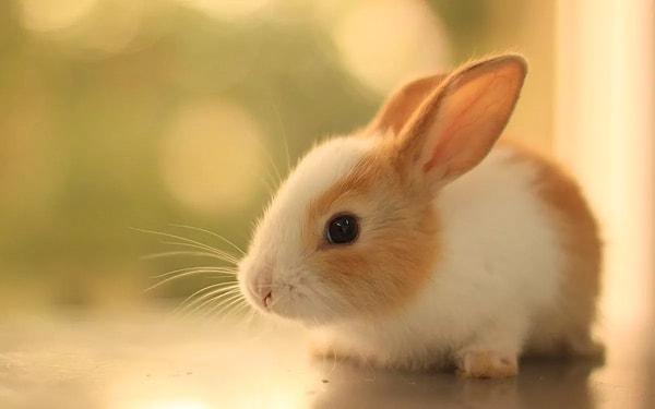 3. Yavru tavşanlara "kittens" yani yavru kedi denildiğini biliyor muydunuz?
