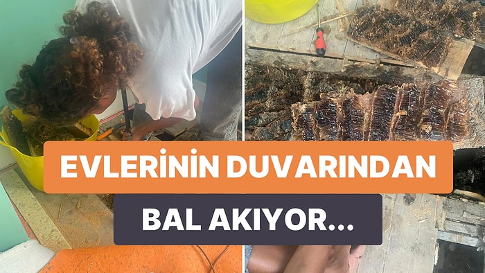 Duvarlarından Bal Damlayınca Yeni Evlerinin Arı Kovanı Olduğunu Anlayan Çiftin Paylaştığı İlginç Görüntüler