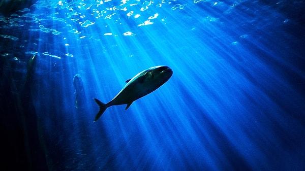 Rüyada Balık Görmek Ne Anlama Gelir?