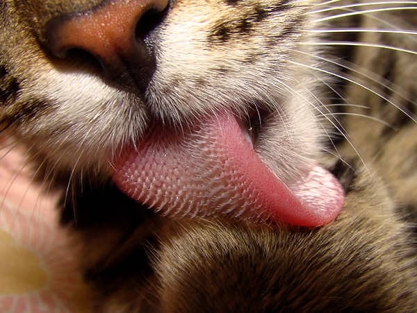 5. Вот так выглядит язык тигра: