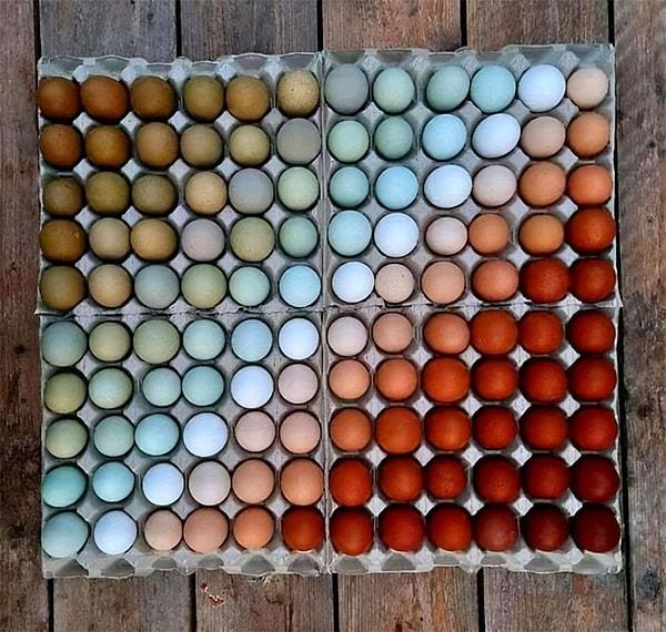 11. Farklı tavukların yumurtladığı ve renklerine göre sıralanan yumurtalar.