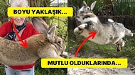 Sevimli Dostlarımız Tavşanlar Hakkında Bu Gerçekleri Öğrendiğinizde Çok Şaşıracaksınız!