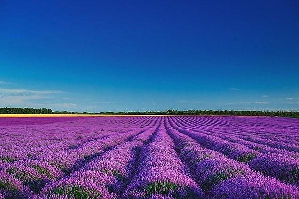 3. Lavender Valley - Isparta