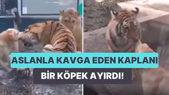 Aslan ile Kaplan Kavga Ederken Onların Arasına Girerek Kavgayı Önlemeye Çalışan Köpeğin Viral Olan Görüntüleri