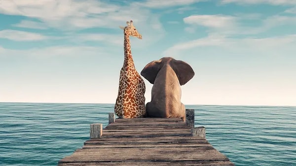 10. Какой животное более забавное?