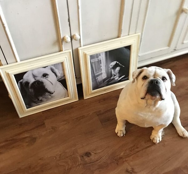 10. И куда же без собачьих портертов?