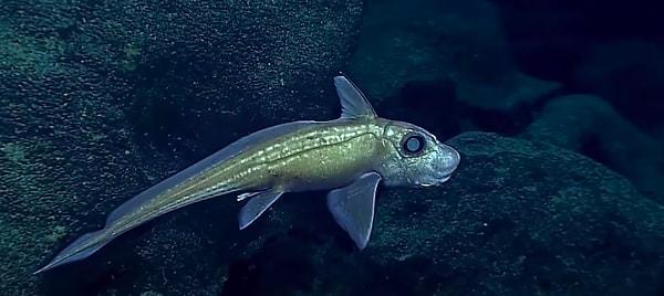 1. Hayalet köpek balığı