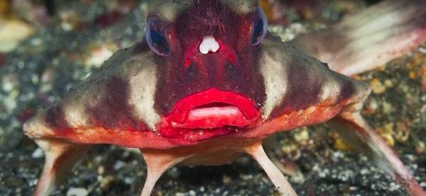 9. Kırmızı dudaklı yarasa balığı
