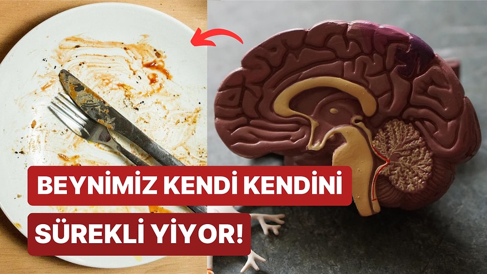 Beynimiz Sürekli Kendi Kendini Yiyor! Beynin Kendi Kendini Sindirmesi Olayı Fagositoz Nedir?