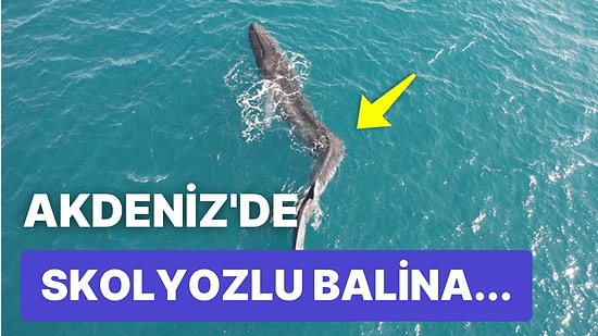 İspanya Kıyılarında Yüzmeye Çalışırken Görülen Şiddetli Skolyoz Nedeniyle Omurgası Deforme Olmuş Balina