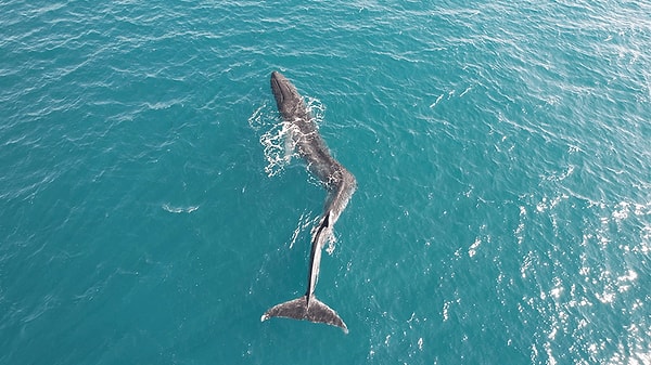İspanya'nın doğusundaki Cullera şehrinin kıyılarında yüzmeye çalışan 15 metre uzunluğunda, 40 tonluk bir balina görüldü.