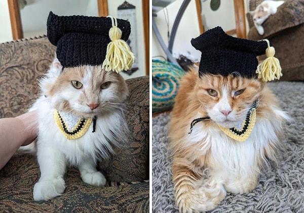 17. "30 yaşında mezun olduğum için kendim kep takamadım ama kedilerim benim yerime bu zevki tattılar!"