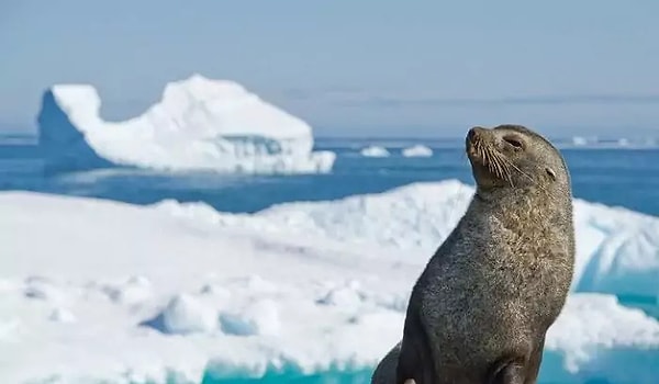 4. На какую глубину во время охоты могут погружаться морские котики?
