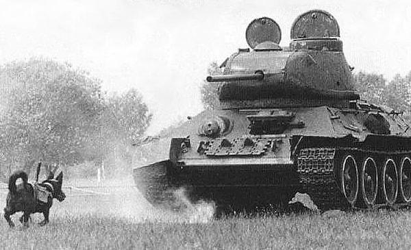 10. II. Dünya Savaşı'nda Soveyteler tarafından ilk defa kullanılacak olan "tanksever köpekler"👇