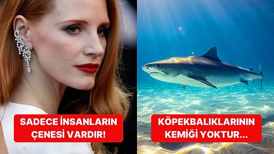 Ufkunuzu Açıp Sizleri Şaşkına Çevirecek Daha Önce Hiç Duymadığınız Birbirinden İlginç Bilgiler