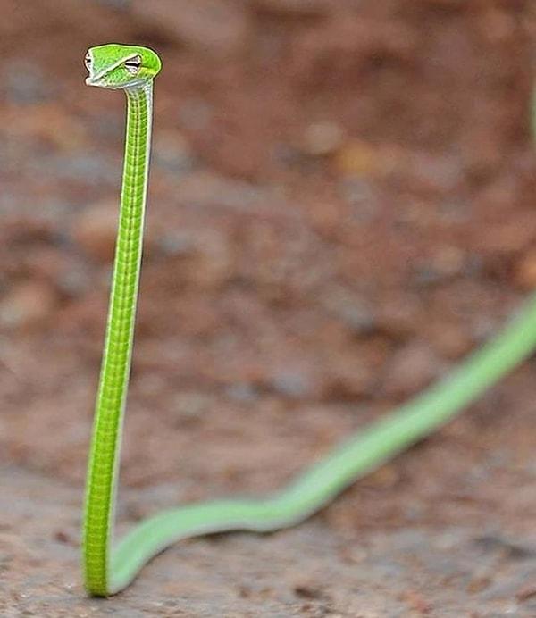 8. Asma yılanı: