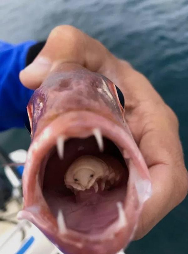 10. Bir balığın ağzının içindeki korkutucu parazit:
