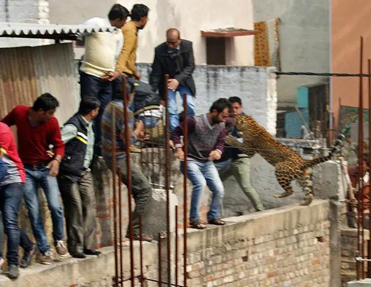 Про нападение. Нападение леопарда на человека. Леопарды нападают на людей. Леопард в Индии нападает.