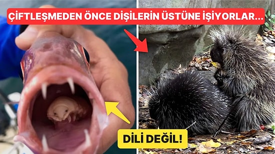 Doğanın Korkutucu Yüzünü İliklerinize Kadar Hissetmenize Sebep Olacak Birbirinden Ürkütücü 15 Yeni Fotoğraf