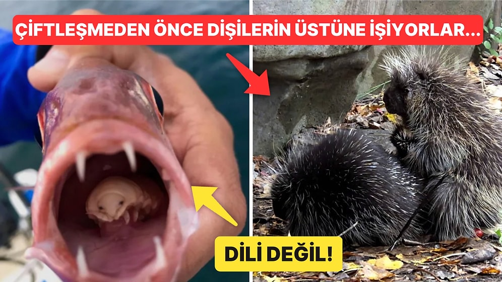 Doğanın Korkutucu Yüzünü İliklerinize Kadar Hissetmenize Sebep Olacak Birbirinden Ürkütücü 15 Yeni Fotoğraf
