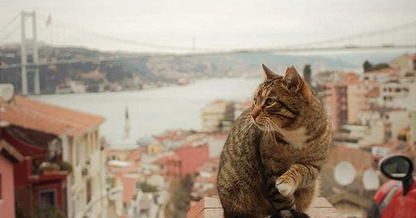 15. "Hayvansever birisi olarak Türkiye'deki sokak kedileri ve köpekleri beni çok şaşırttı! Herkes onları kendi kedileri gibi besliyor ve seviyor..." 😍