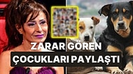 Yıldız Tilbe'den Başıboş Sokak Köpeği Paylaşımı: Saldırıya Uğrayan Çocukları Paylaştı