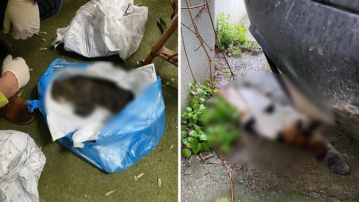 Kadıköy’de Toplu Kedi Ölümleri: Evde Beslenen Kediler de Kayboldu