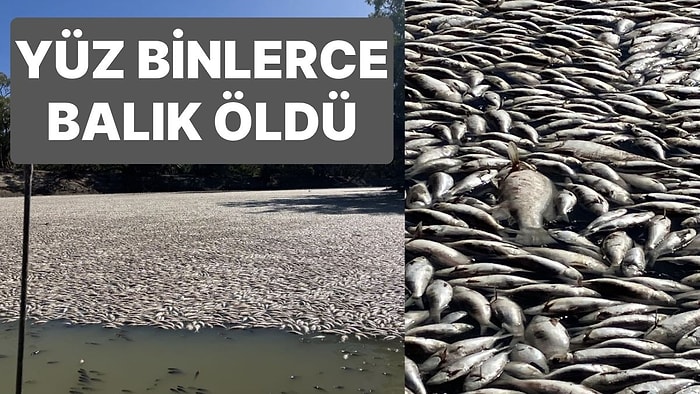 Avustralya’daki Darling Nehri'nde Yüz Binlerce Ölü Balık Bulundu