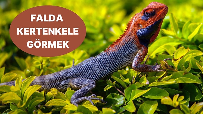 Falda Kertenkele Görmek Ne Anlama Gelir? Maddi ve Manevi Olarak Yorulacağınız Bir Döneme Girebilirsiniz!