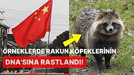 Bilim İnsanlarından Yeni İddia: Koronavirüs, Çin Pazarlarında Satılan Rakun Köpeklerinden Bulaşmış Olabilir!