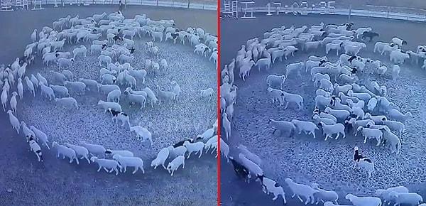 Geçtiğimiz Kasım ayında Çin'deki bir çiftlikte alışılagelmişin dışında bir olay yaşandı. Bir koyun sürüsü, 12 gün boyunca hiç durmadan kendi etrafında dönerken kameralara yakalandı. Görüntülerde, koyunlar Kuzey Çin'deki ağıllarının içinde sürekli olarak saat yönünde hareket ederek dolaşırken görüldü.