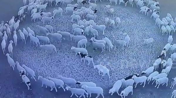 Birçok uzman da koyunların yırtıcılardan korunmak için genelde birlikte hareket ettiğini, sürü psikolojisi olarak bilinen bu durumun Çin'deki tuhaf olayı kısmen açıklayabildiğine dikkat çekti.