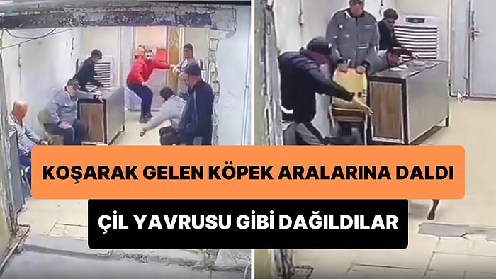 Sohbet Ettikleri Sırada Köpeğin Ortama Dalması ile Çil Yavrusu Gibi Dağılan 7 Erkeğin Viral Olan Anları