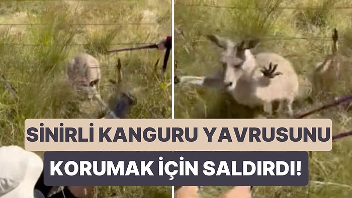 Çitlere Takılan Yavru Kanguruyu Kurtarmaya Çalışan Yardımsever İnsanlara Anne Kangurudan Sert Tepki