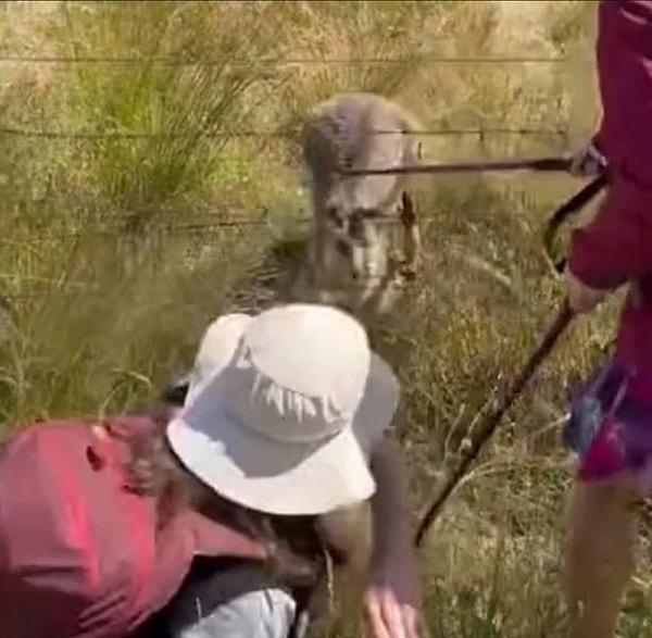 Arkadaşlarıyla Megalong Vadisi'nde yürüyüş yapmak isteyen bir kadın çitlere takılıp kalmış bir kanguru yavrusu gördü.