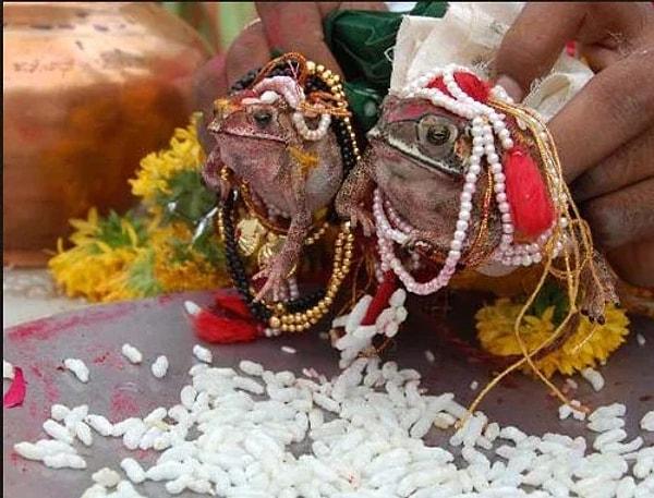 4. Hindistan'da kurbağalar evlendiriliyor.