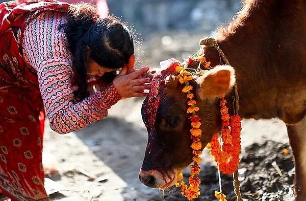 7. Hindistan'da ineklerin kutsal olduğunu biliyorsunuz değil mi?