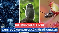 Fotoğrafçıların Büyüleyici Karelerle Katıldığı 2023 Birleşik Krallık Vahşi Yaşam Fotoğraf Yarışması Sonuçlandı