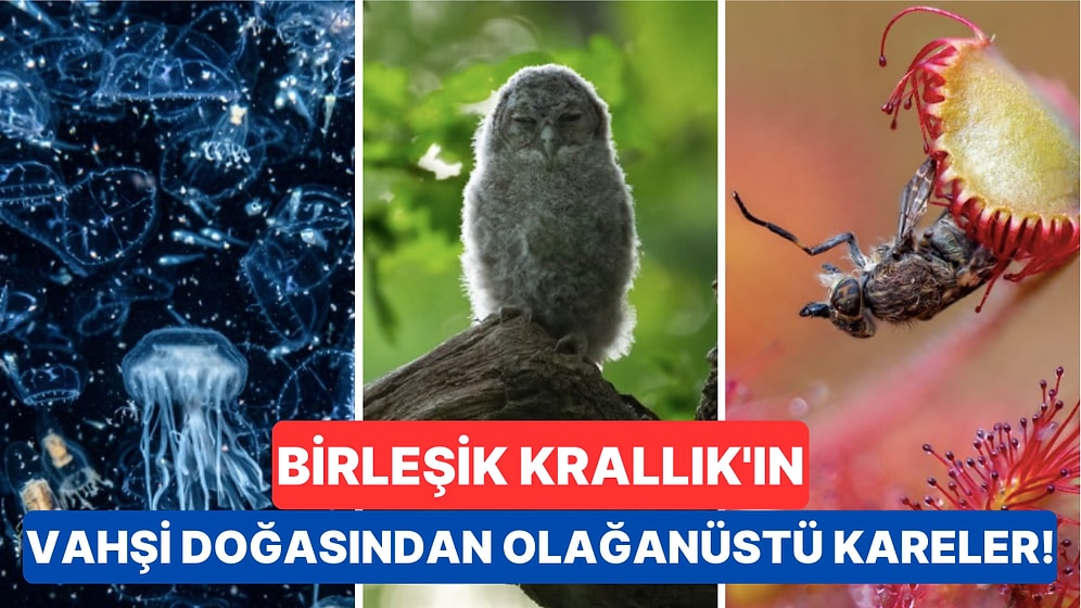 Fotoğrafçıların Büyüleyici Karelerle Katıldığı 2023 Birleşik Krallık Vahşi Yaşam Fotoğraf Yarışması Sonuçlandı