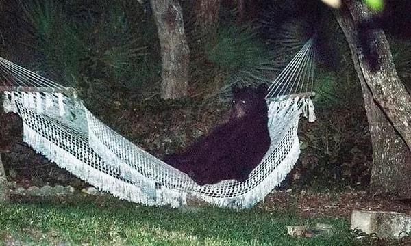 8. "Bu ayı arkadaş birisinin arka bahçesindeki hamakta 15 dakika boyunca dinlenmiş."