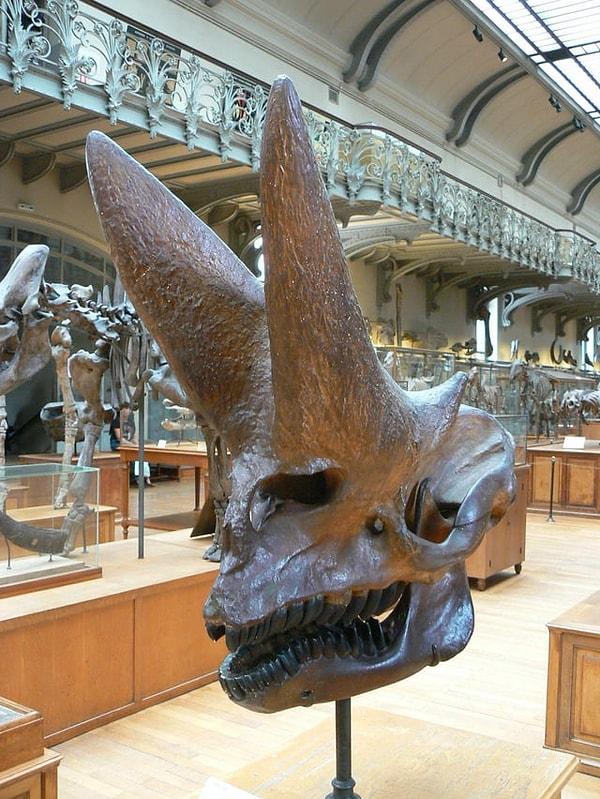 1. Fillerin akrabası olan Arsinoitherium zitteli'nin kafatası, Paris, Ulusal Tarih Müzesi