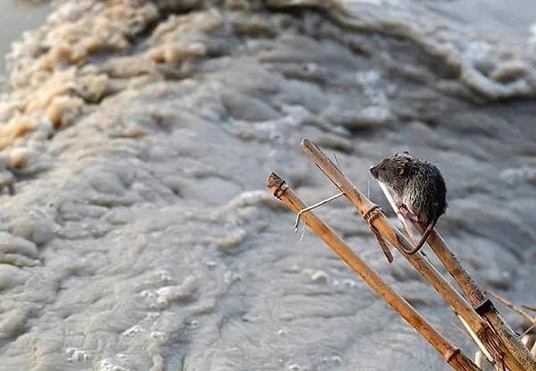11. Hindistan'da yaşanan selde bir çubuğa tutunarak hayatta kalmış bir fare 😍