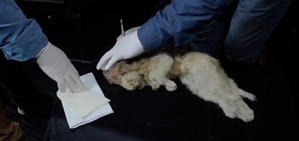 17. Sibirya’da 26 bin yıl önce annesi tarafından terk edildikten sonra ölen iki küçük aslan yavrusu bulundu.