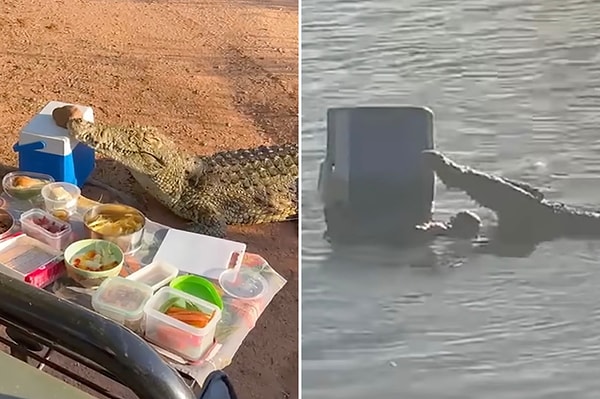 70 yaşındaki Wolhuter ve Rowena Mould çifti, Greater Kruger Ulusal Parkı'nda önce bir çita gördüklerini daha sonra piknik yapmak için oturduklarında ise bir timsahın sofralarına dahil olup mini buzdolaplarını çaldığını söylediler.